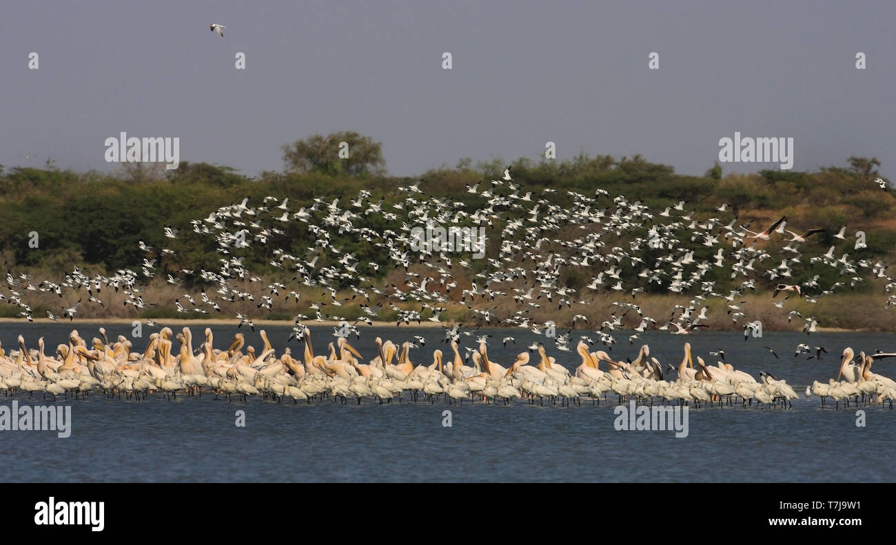 Wintering Eurasian Spoonbill (Platalea leucorodia) together with Pied Avocets and White Pelicans in Langue de Barbarie in Senegal. Stock Photo