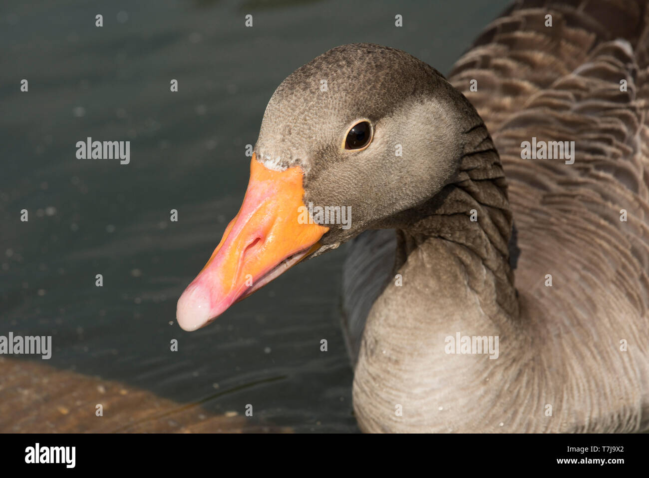Head of a greylag goose (Anser anser) on water at WWT Centre at Arundel in West Sussex, July Stock Photo