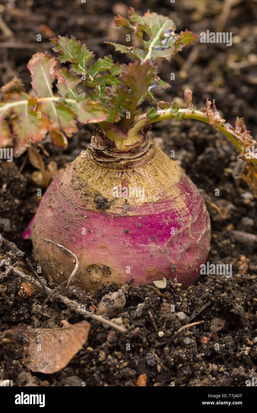Brassica rapa subsp. rapa subvar. esculenta growing in nutritious earth. A root vegitable. Stock Photo