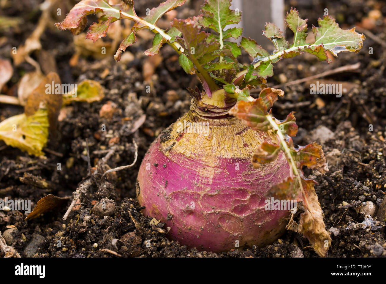 Brassica rapa subsp. rapa subvar. esculenta growing in nutritious earth. A root vegitable. Stock Photo