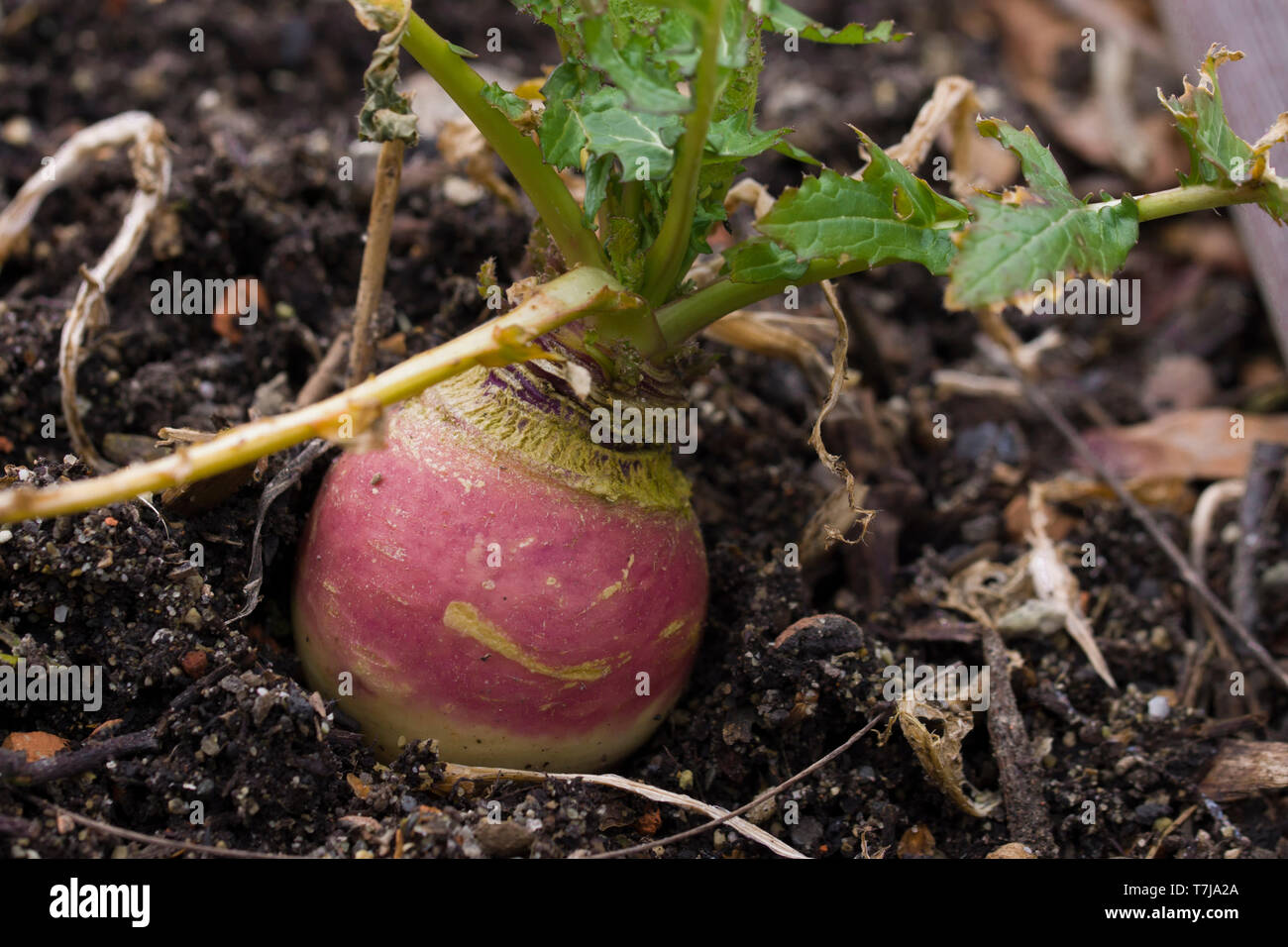 Brassica rapa subsp. rapa subvar. esculenta growing in nutritious earth. A root vegitable. Stock Photo