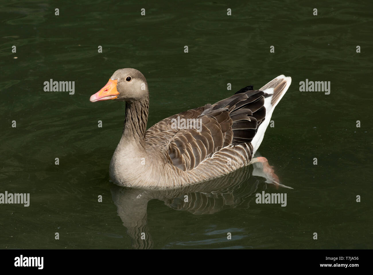 Greylag goose (Anser anser) on water at WWT Centre at Arundel in West Sussex, July Stock Photo