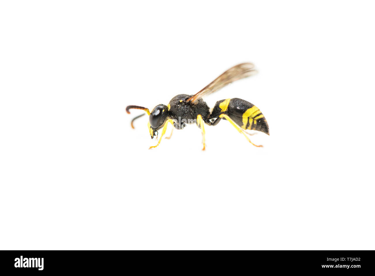 European tube wasp, Ancistrocerus gazella Stock Photo