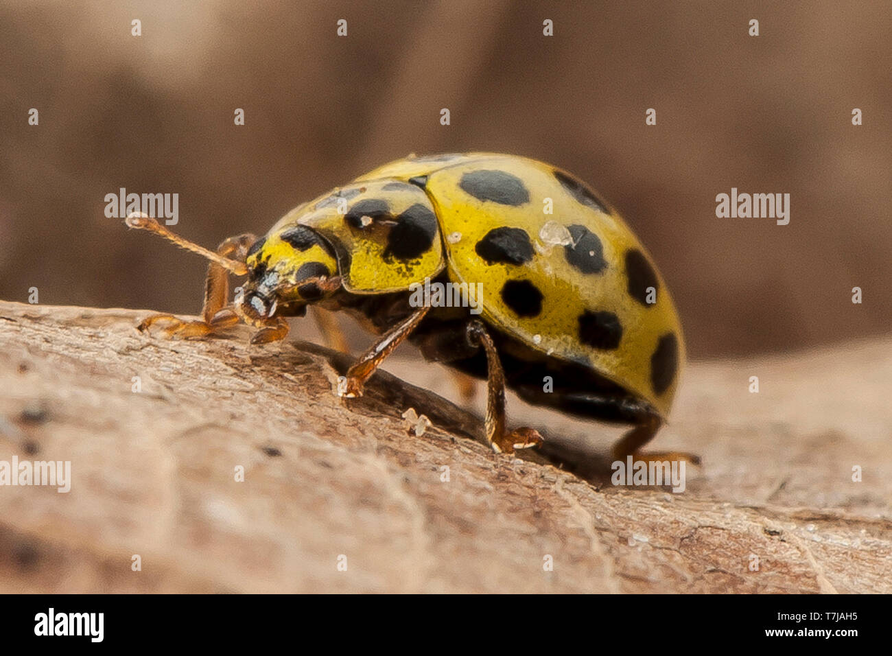 22-spot Ladybird Beetle (Thea 22-punctata, Thea vigintiduopunctata) on leaf. Germany Stock Photo
