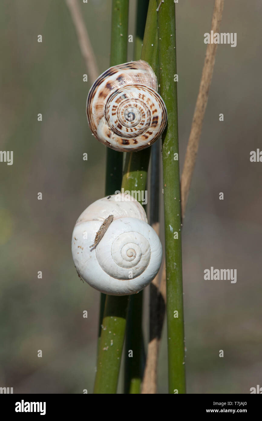 Vineyard Snail (Cernuella virgata) and Xerolenta obvia on stalks. Germany Stock Photo