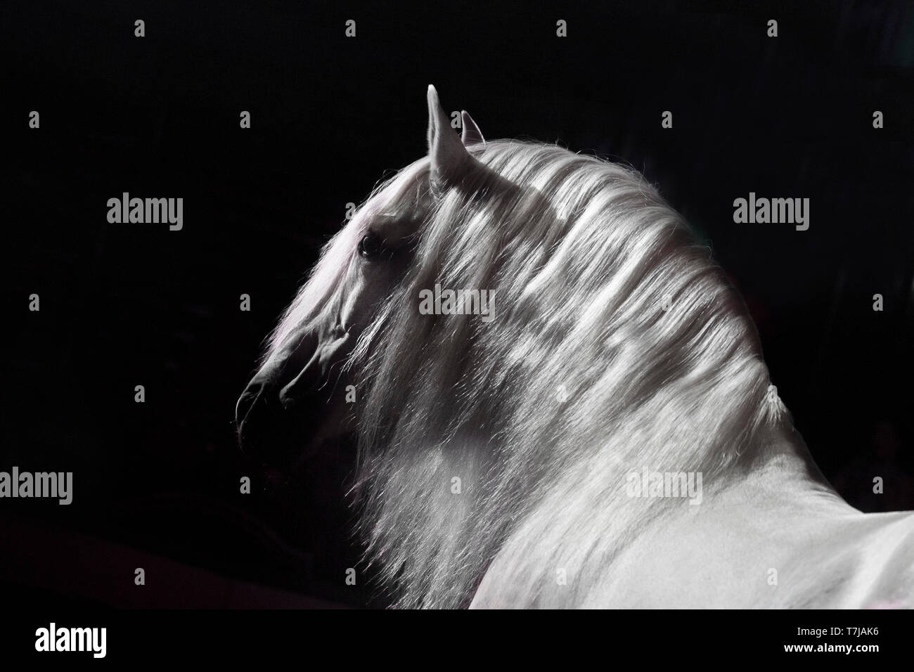 Pura Raza Espanola, Andalusian. Portrait of gray stallion against a black background. Austria Stock Photo