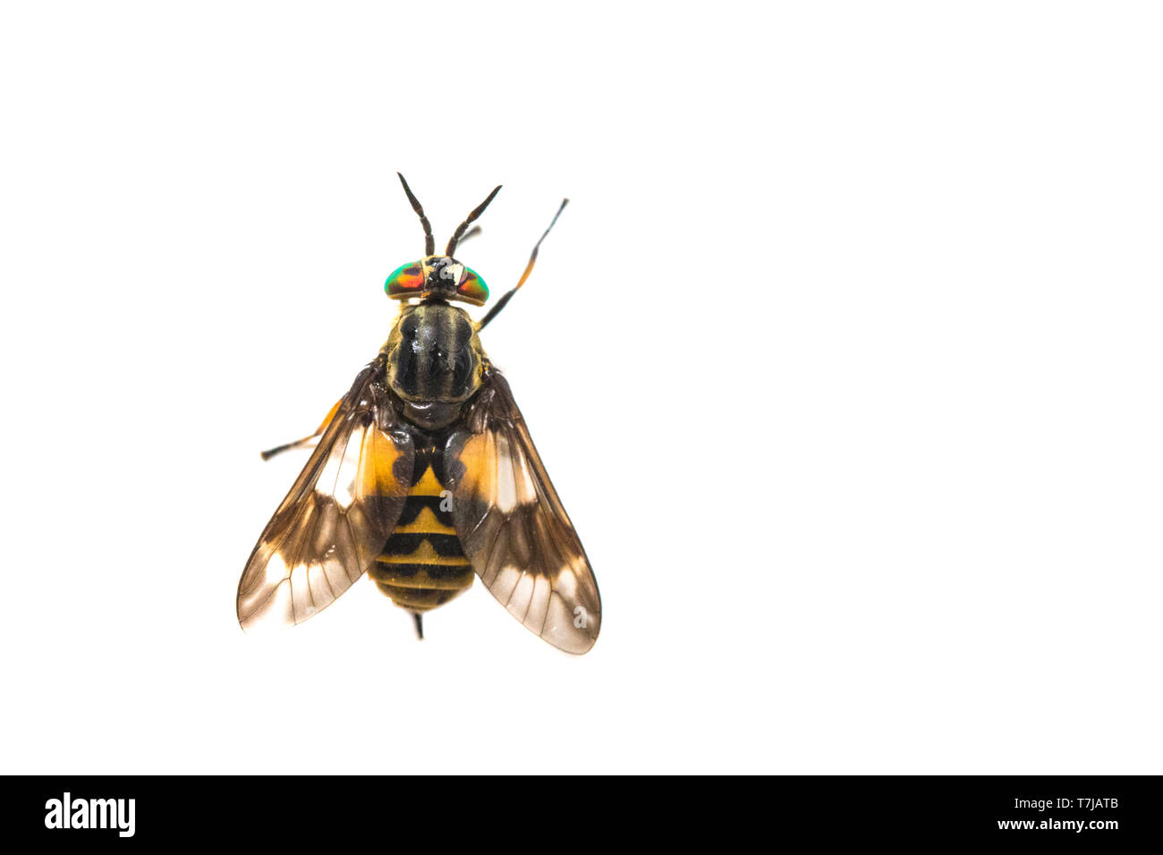 Twin-lobed deerfly, Chrysops relictus Stock Photo