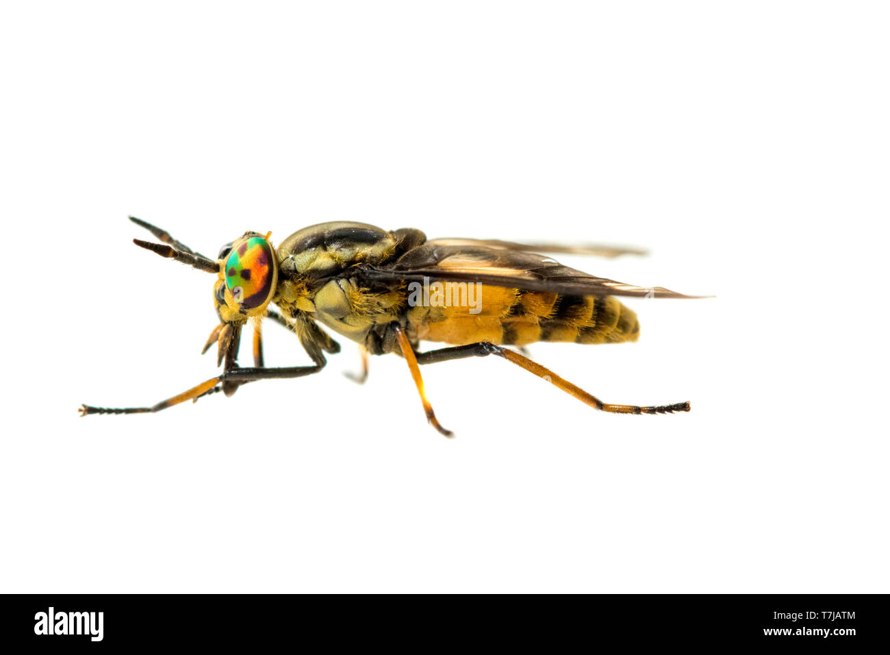 Twin-lobed deerfly, Chrysops relictus Stock Photo
