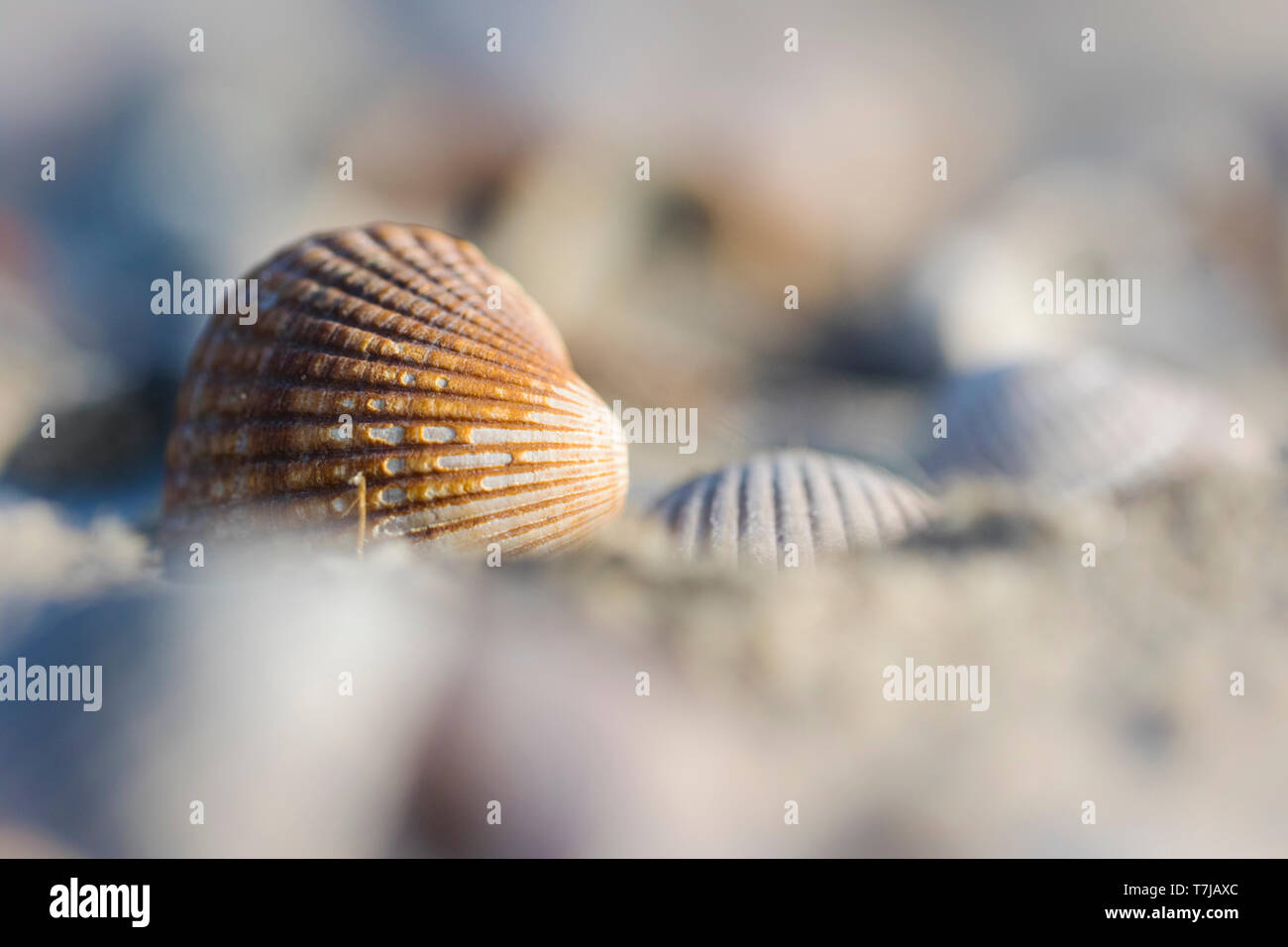 Empty shell of a Common Cockle Stock Photo