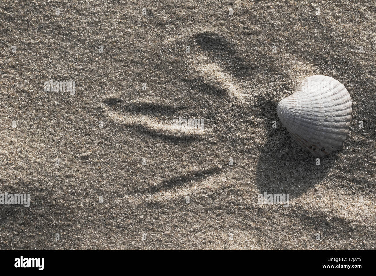 Empty shell of a Common Cockle Stock Photo