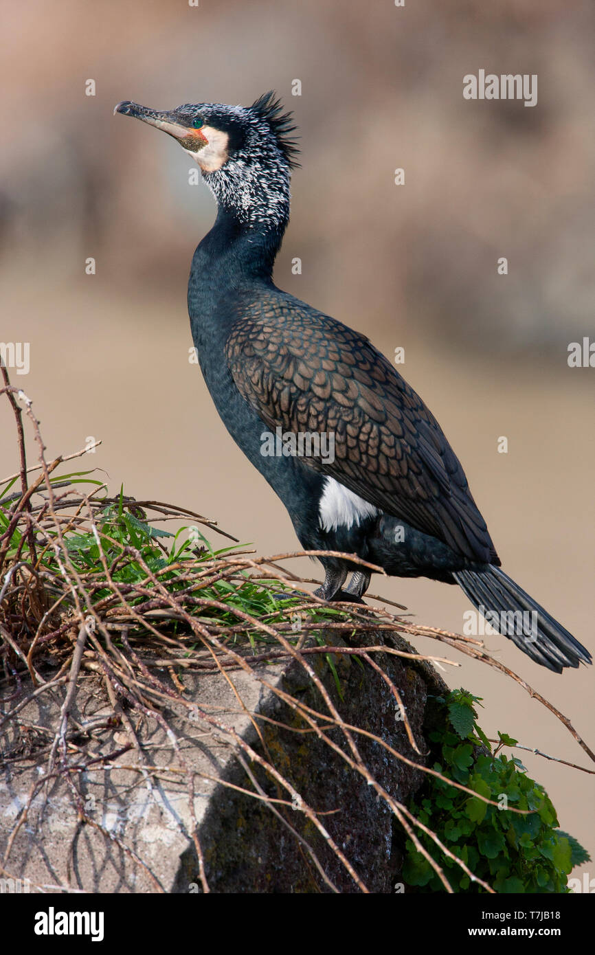 Great Cormorant perched, seen from the side Stock Photo