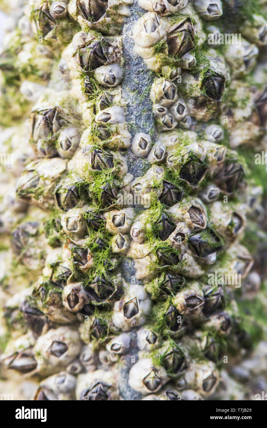 Crenate Barnacle,  Balanus crenatus Stock Photo