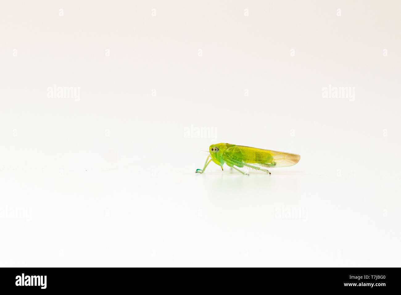 Grape leafhopper, Empoasca vitis Stock Photo
