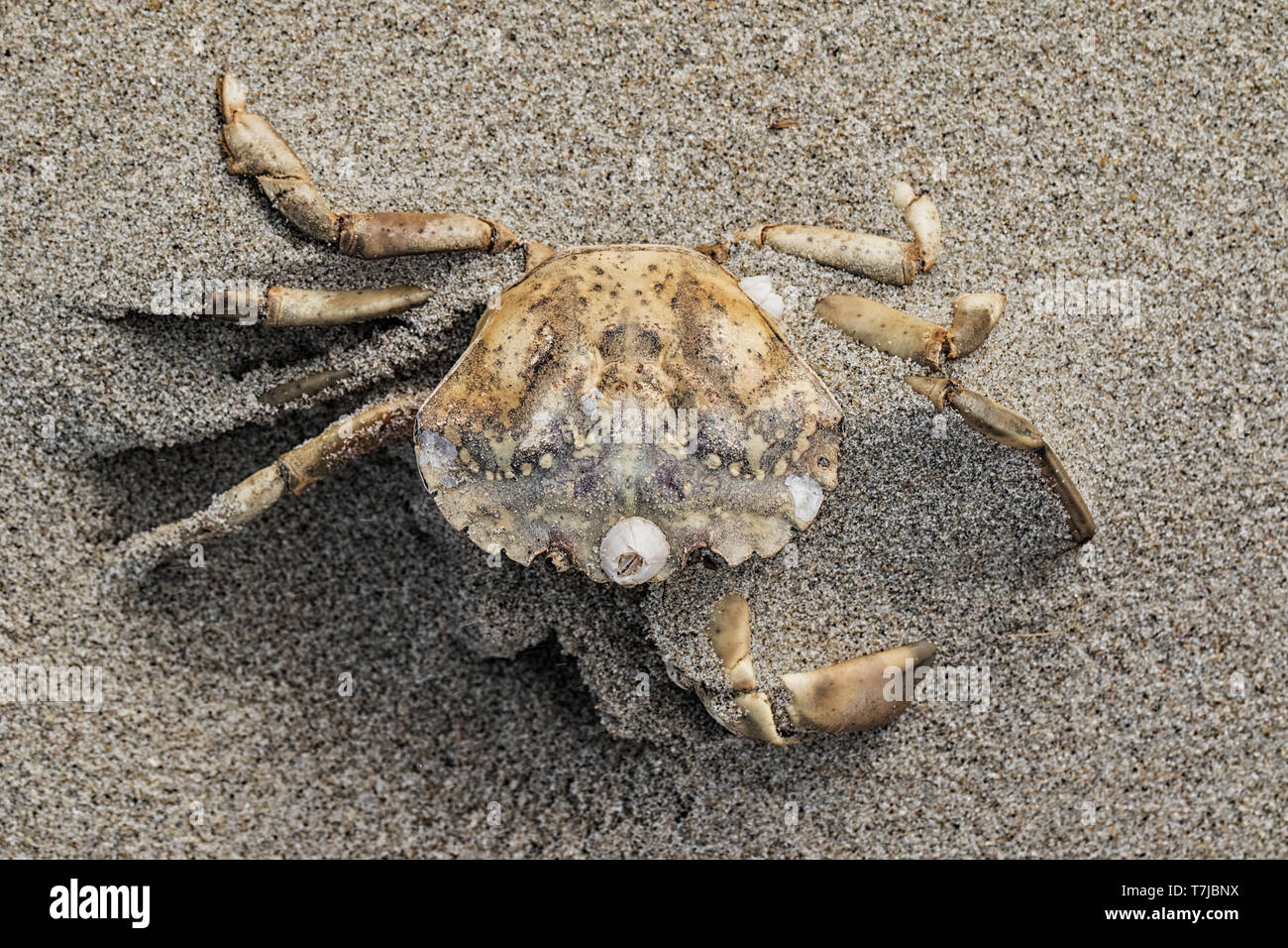 Dead Flying crab on the North Sea beach Stock Photo Alamy