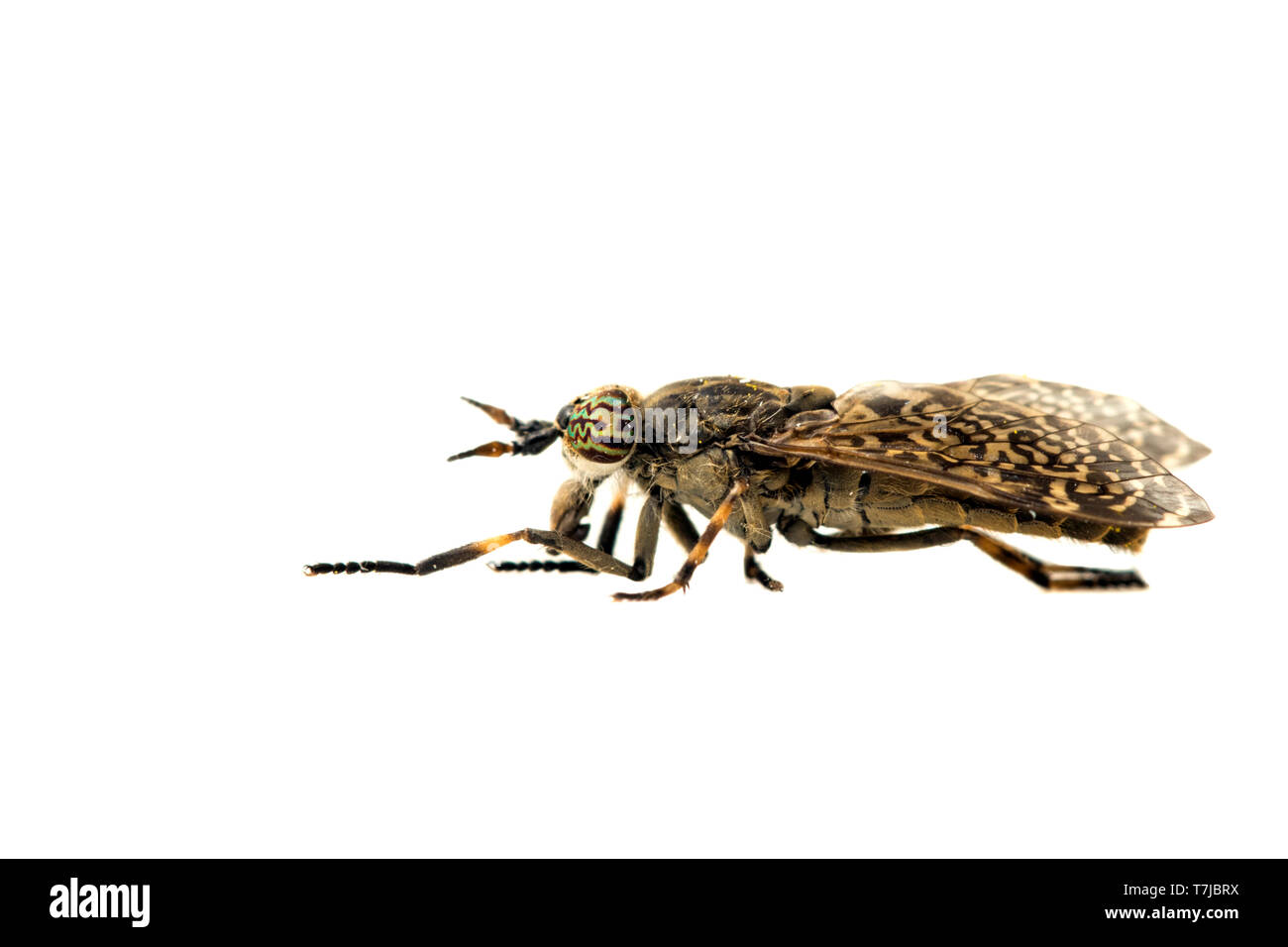 Common Horse Fly, Haematopota pluvialis Stock Photo