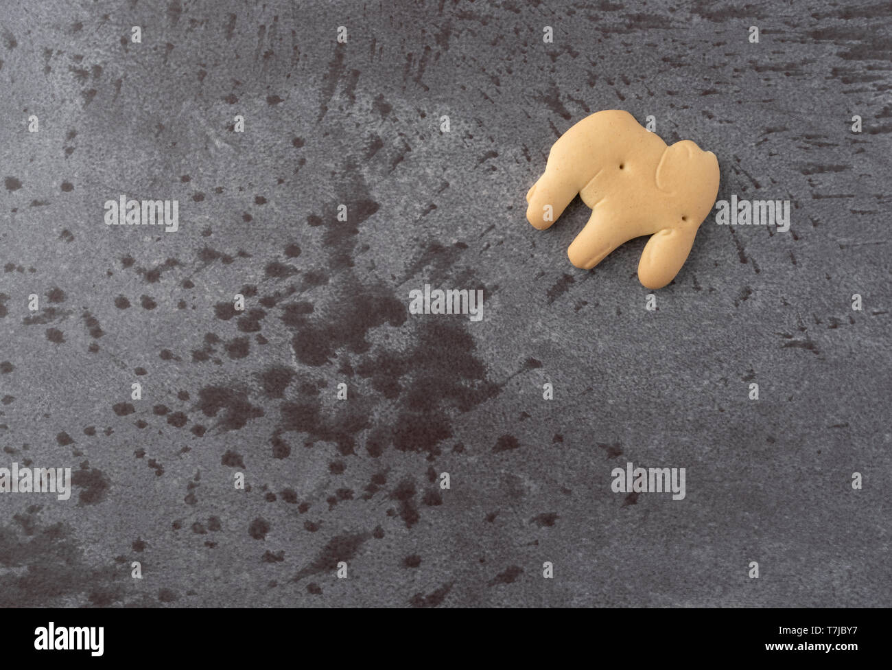 Top view of a elephant shaped animal cracker on a gray background illuminated with natural lighting. Stock Photo