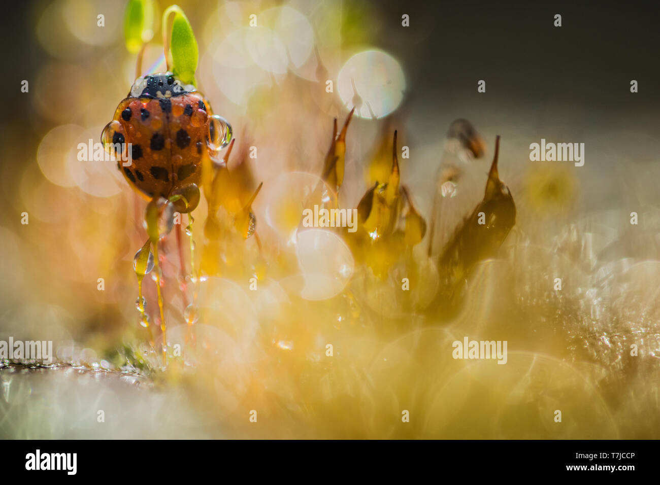 Asian ladybeetle, Harmonia axyridis Stock Photo