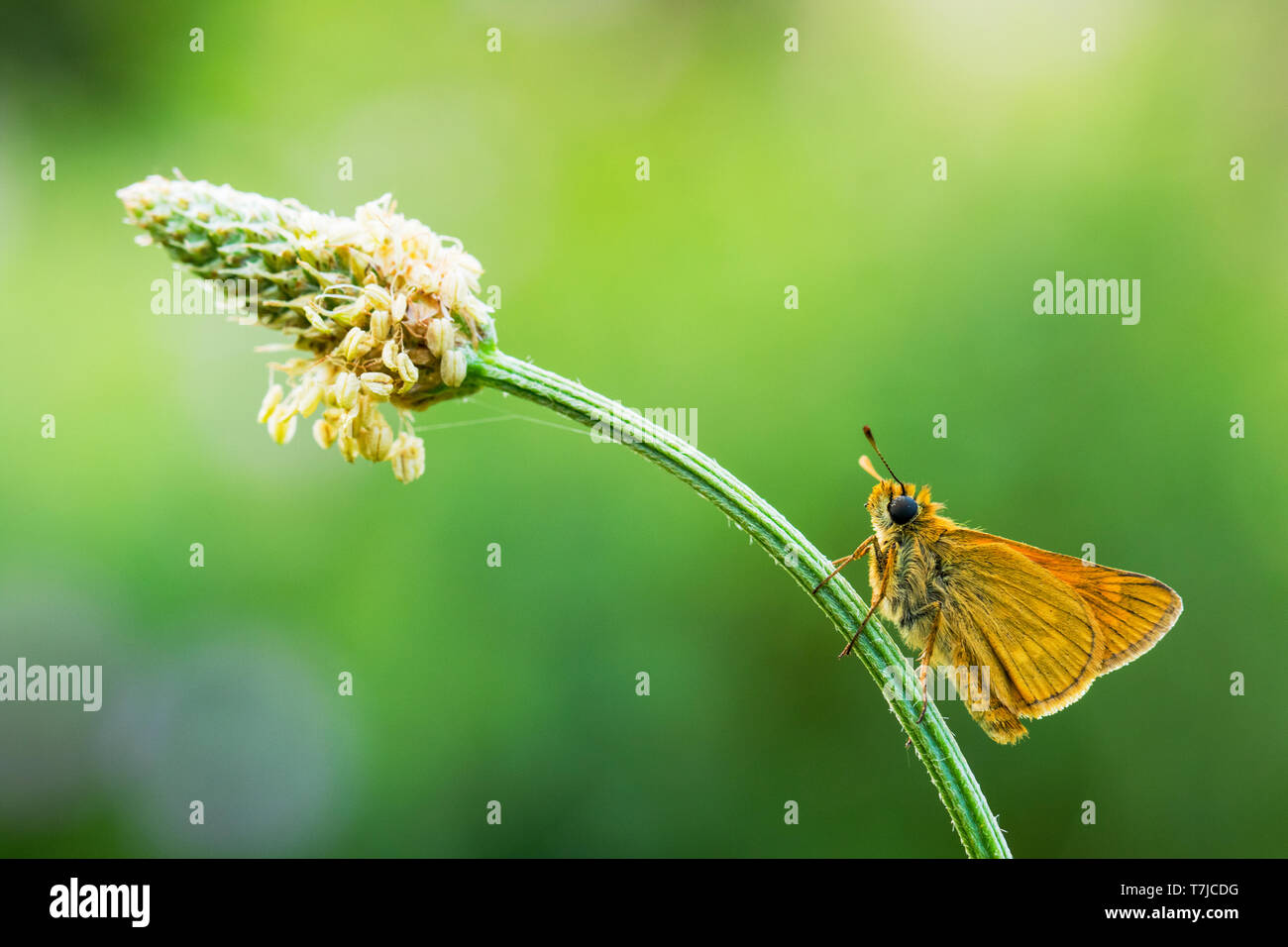 Large Skipper, Ochlodes sylvanus Stock Photo