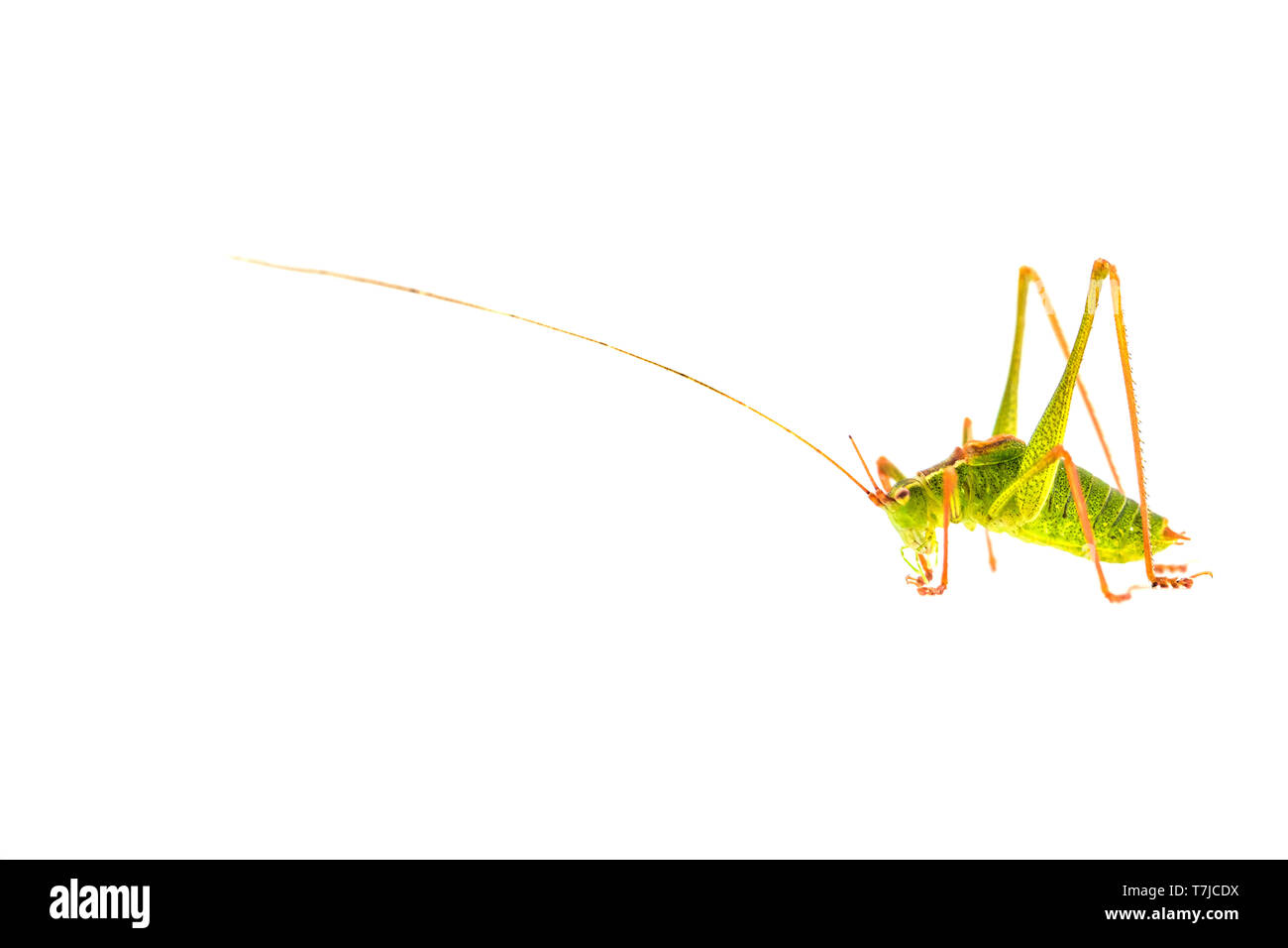 Speckled Bush-cricket, Leptophyes punctatissima Stock Photo