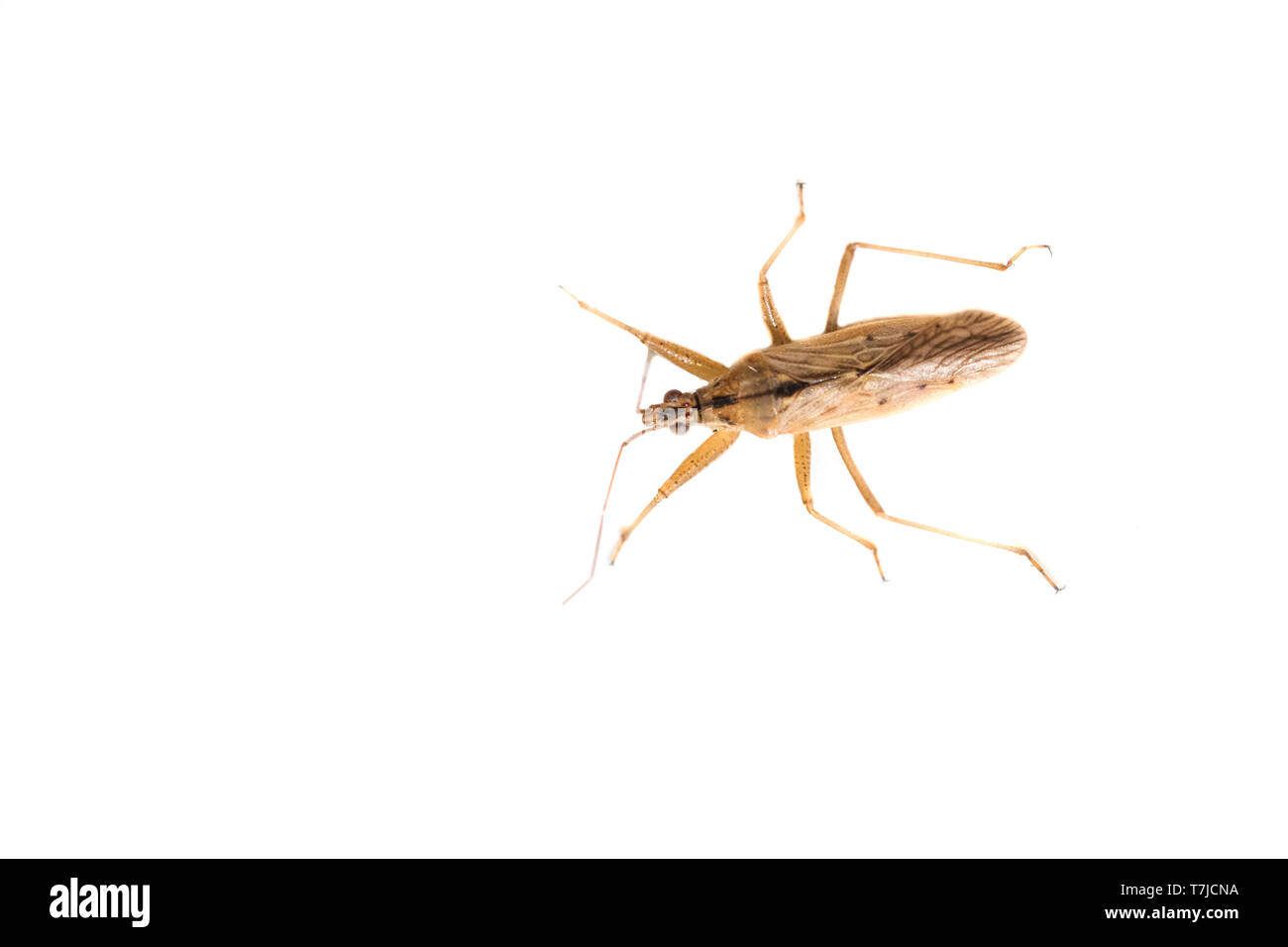 Common Damsel Bug, Nabis rugosus Stock Photo