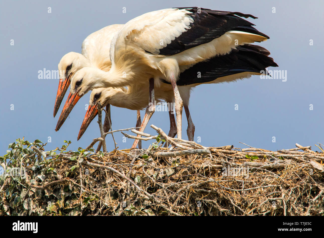 Juvenile White Storks perched on the nest Stock Photo