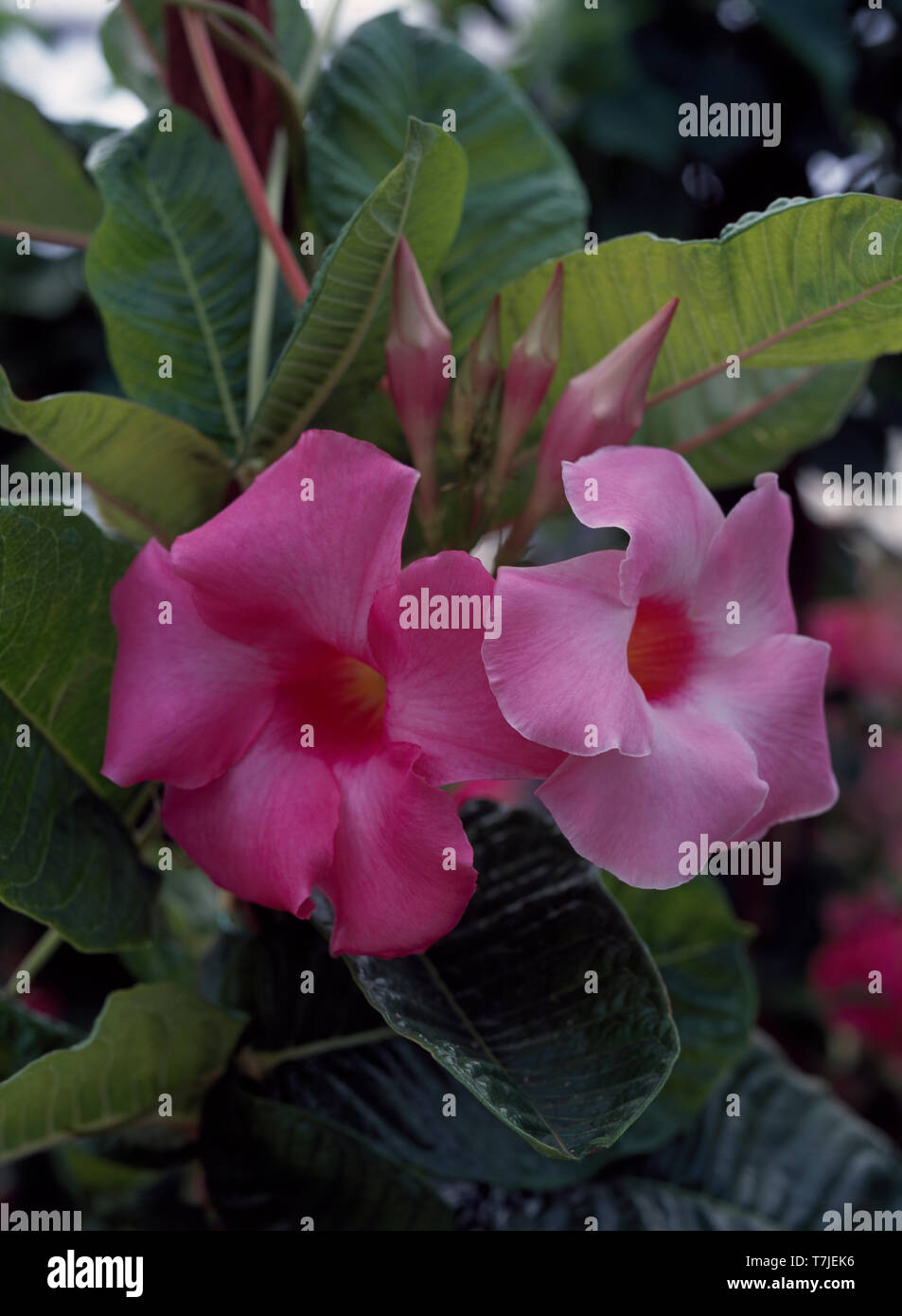 Pink tropical flower hi-res stock photography and images - Alamy