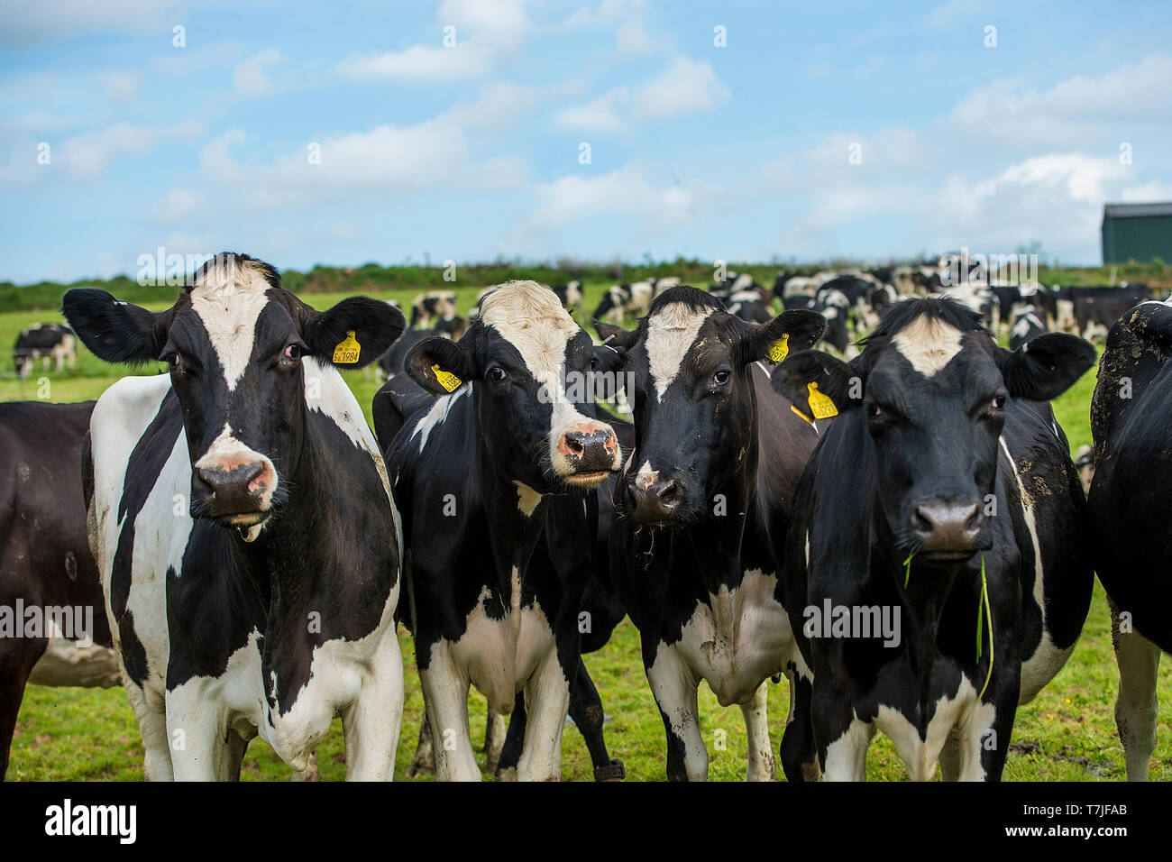 holstein cows in a field Stock Photo