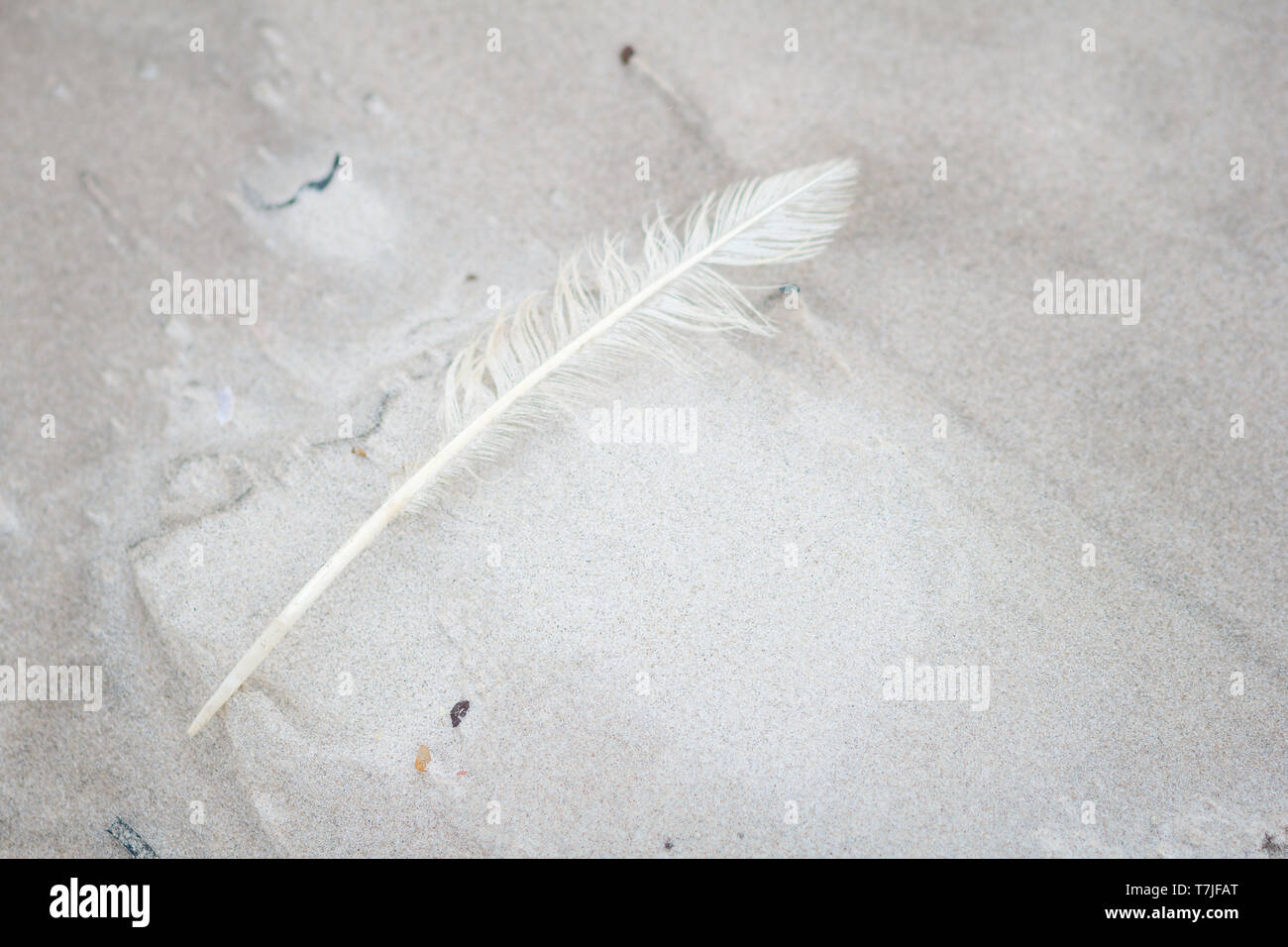 Feder Strandgut am Strand Sand Nordsee Dänemark / feather stranded good on beach sand north sea denmark Stock Photo