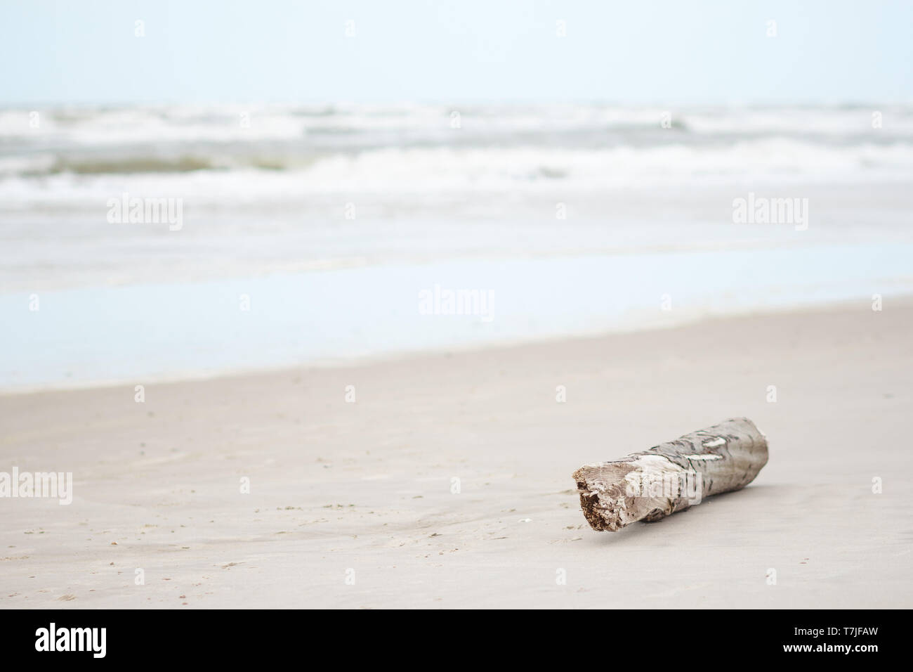Treibholz Strandgut am Strand Sand Nordsee Dänemark / driftwood stranded good on beach sand north sea denmark Stock Photo