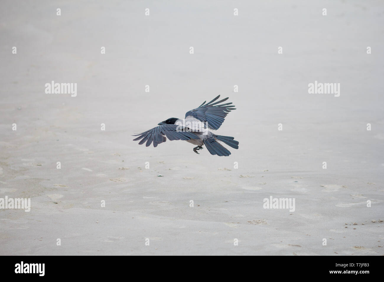 Fliegender Vogel am Strand Vejers Dänemark / flying bird on beach denmark Stock Photo