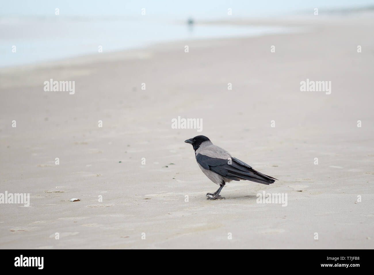 Vogel am Strand Vejers Dänemark / bird on beach denmark Stock Photo