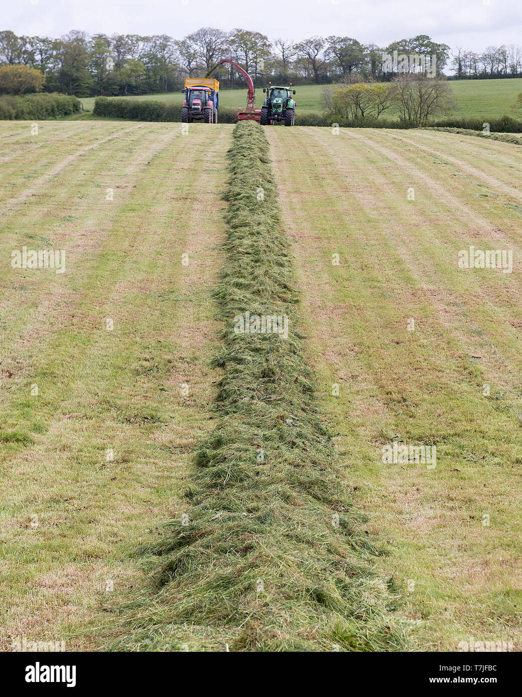 foraging silage, silage making Stock Photo