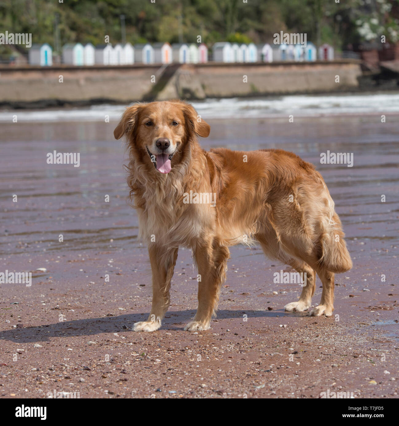 golden retriever playing on the beach Stock Photo - Alamy