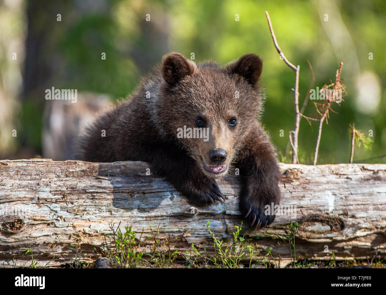 Wild brown bear cub closeup. Brown bear cub baby sitting on belly on