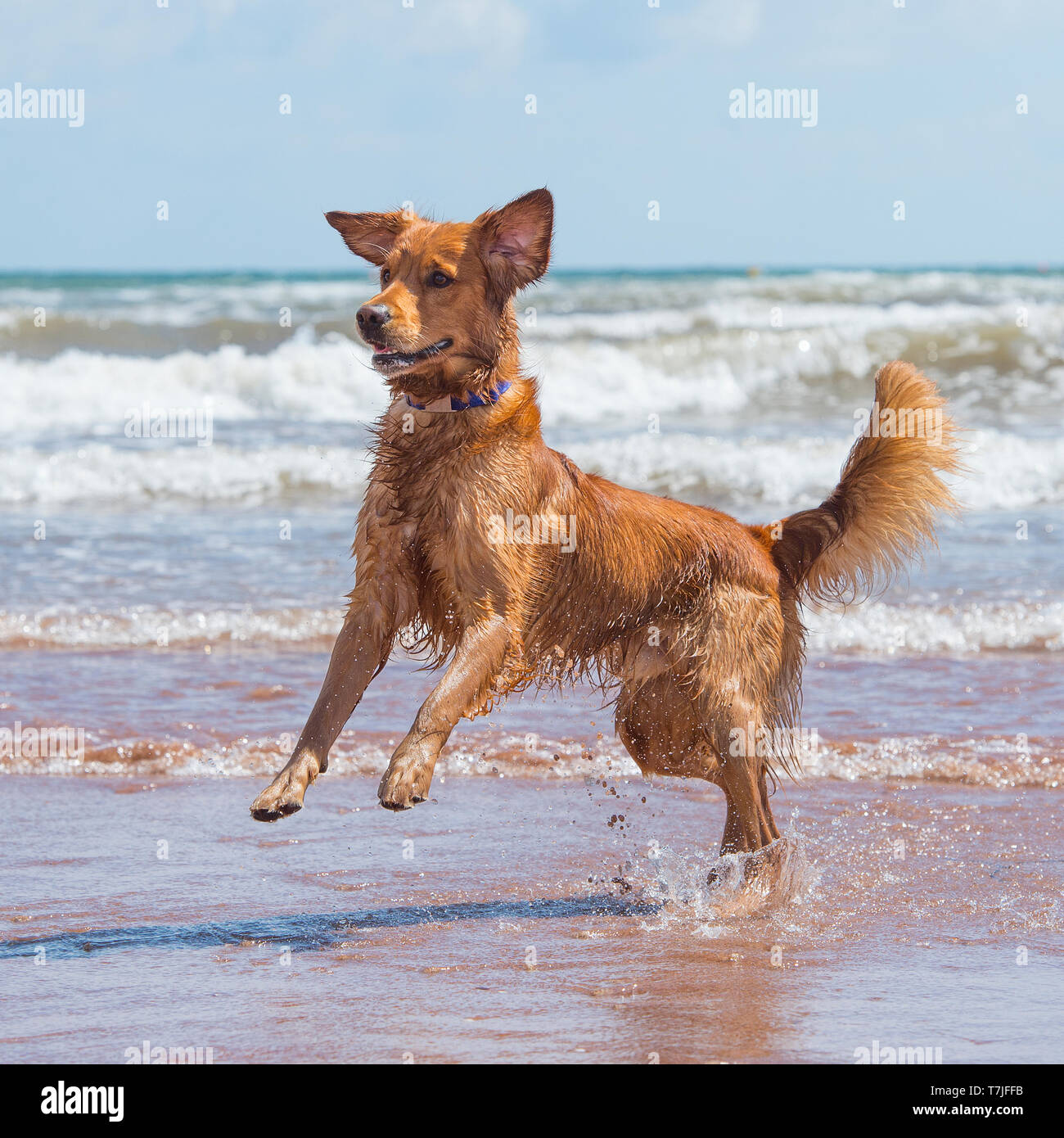golden retriever playing on the beach Stock Photo - Alamy
