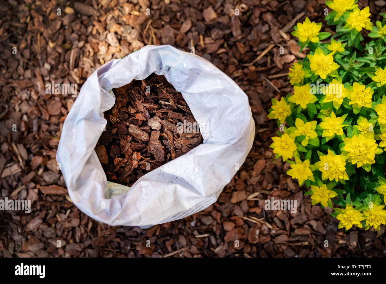 mulching flower bed with pine tree bark mulch Stock Photo