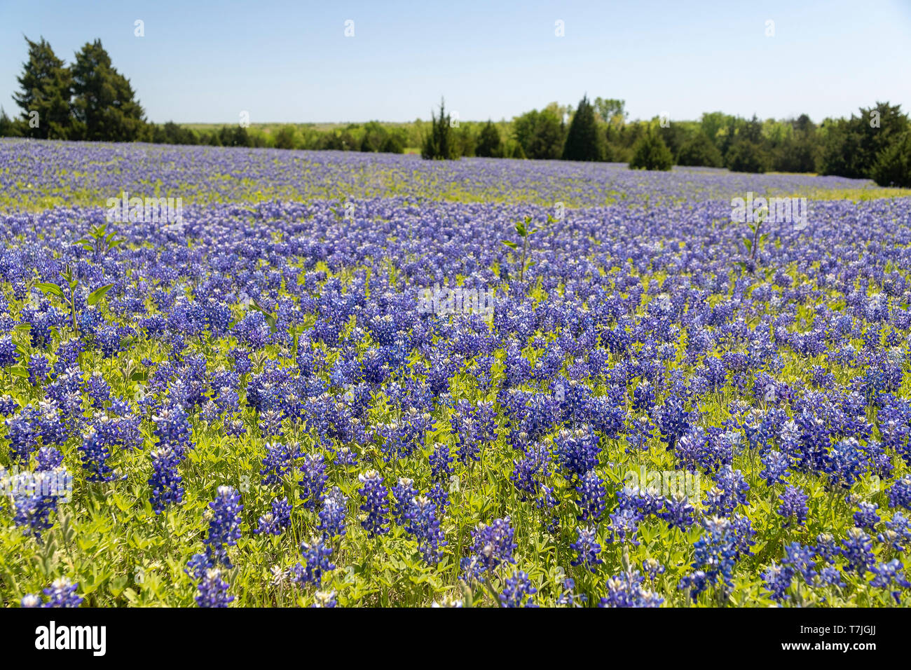 Field of Bluebonnets Stock Photo