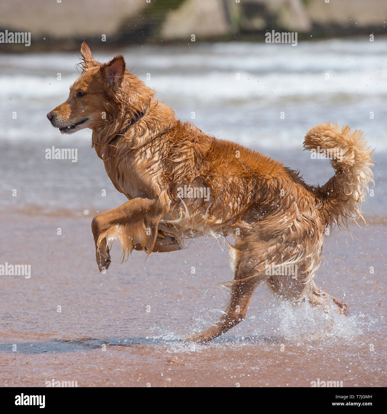 golden retriever playing on the beach Stock Photo - Alamy