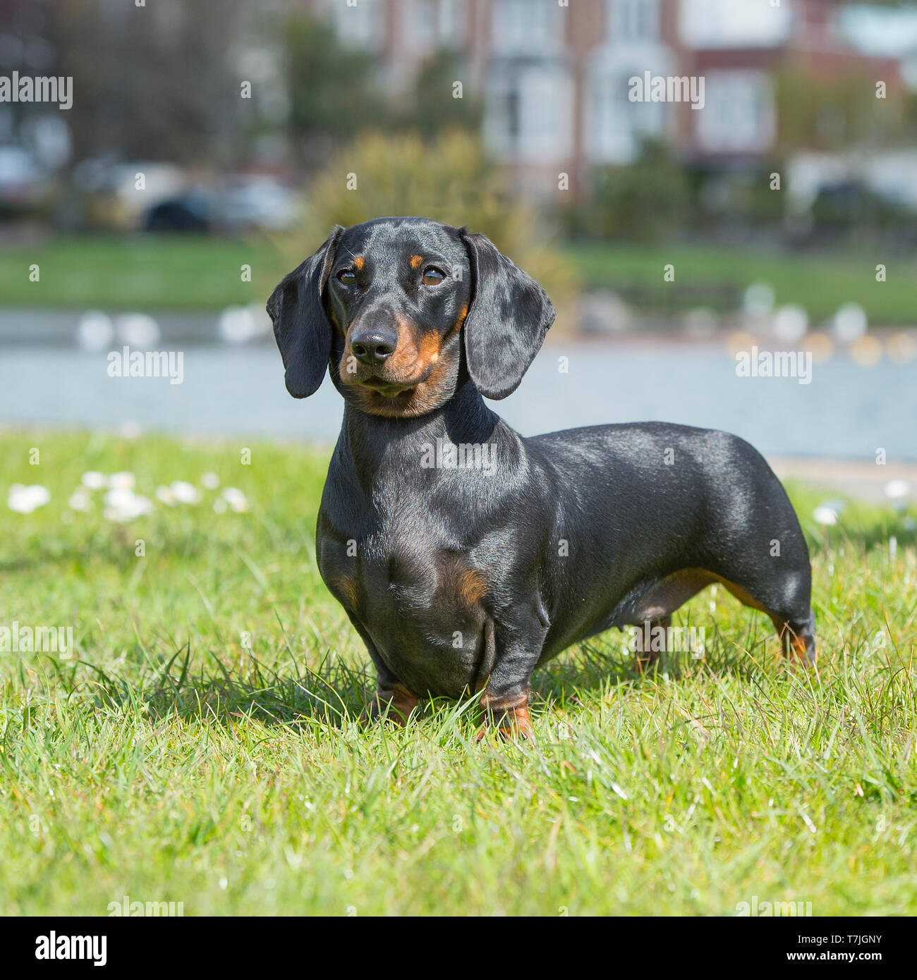 Miniature Smooth Haired Dachshund Stock Photo Alamy Miniature Smooth Haired Dachshund Stock Photo Alamy