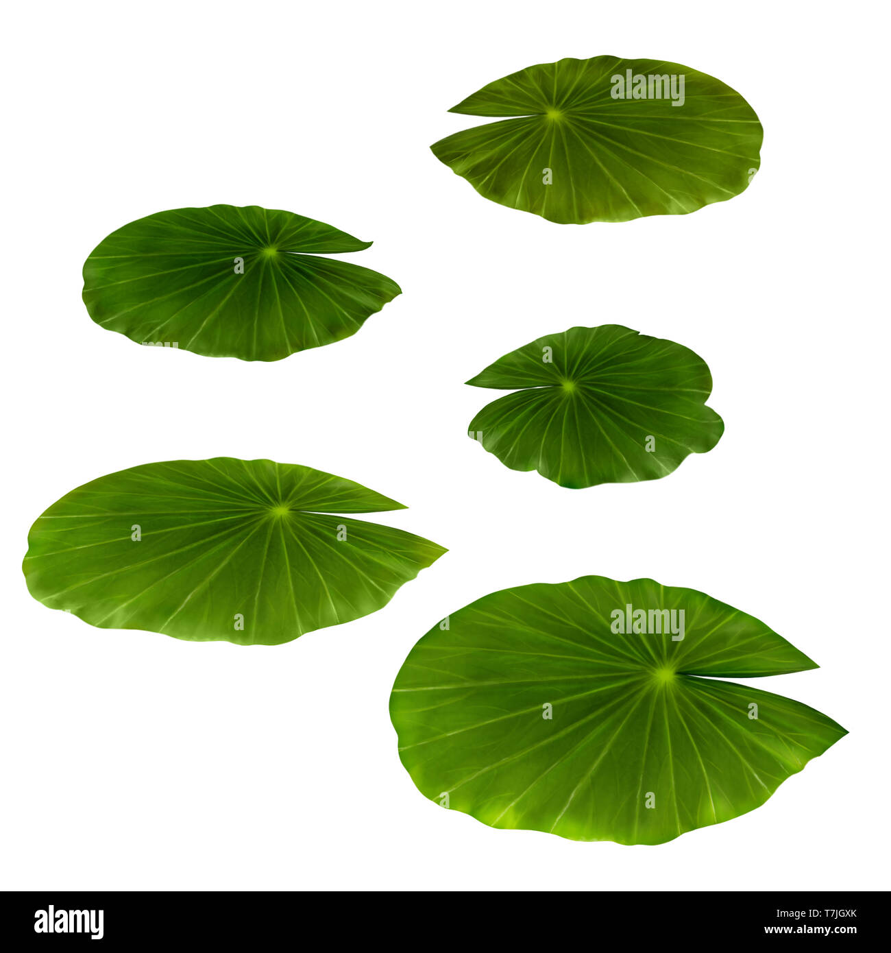 Water Lily Leaves on a white background. Isolated. Illustration Stock