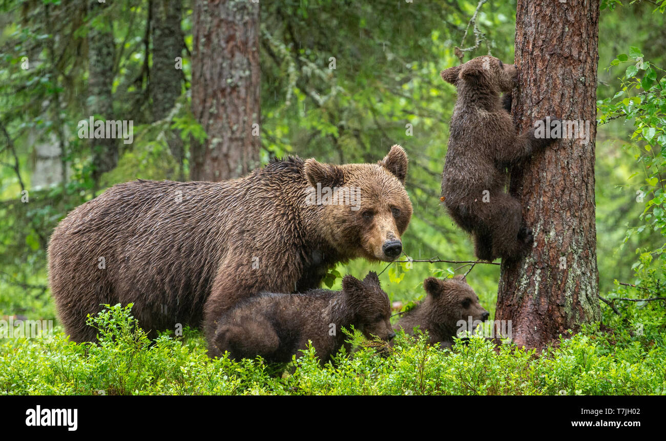 She-Bear and Cubs. Brown bears  in the summer forest. Natural habitat. Scientific name: Ursus Arctos Arctos. Stock Photo