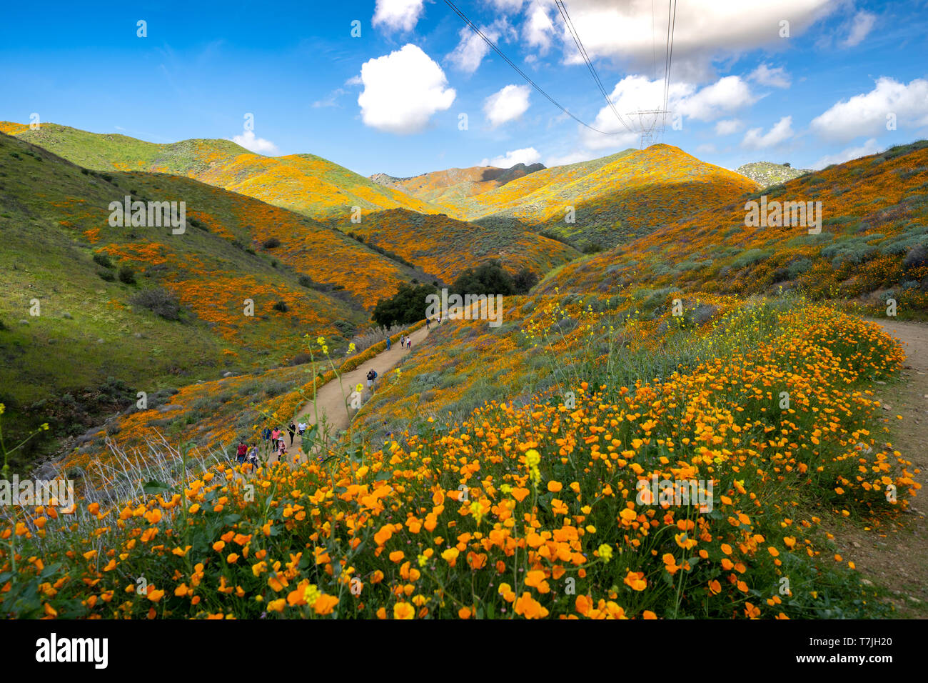 Lake Elsinore, California - March 22, 2019: Tourists and hikers walk along the trail of Walker Canyon during the Poppy wildflower superbloom Stock Photo