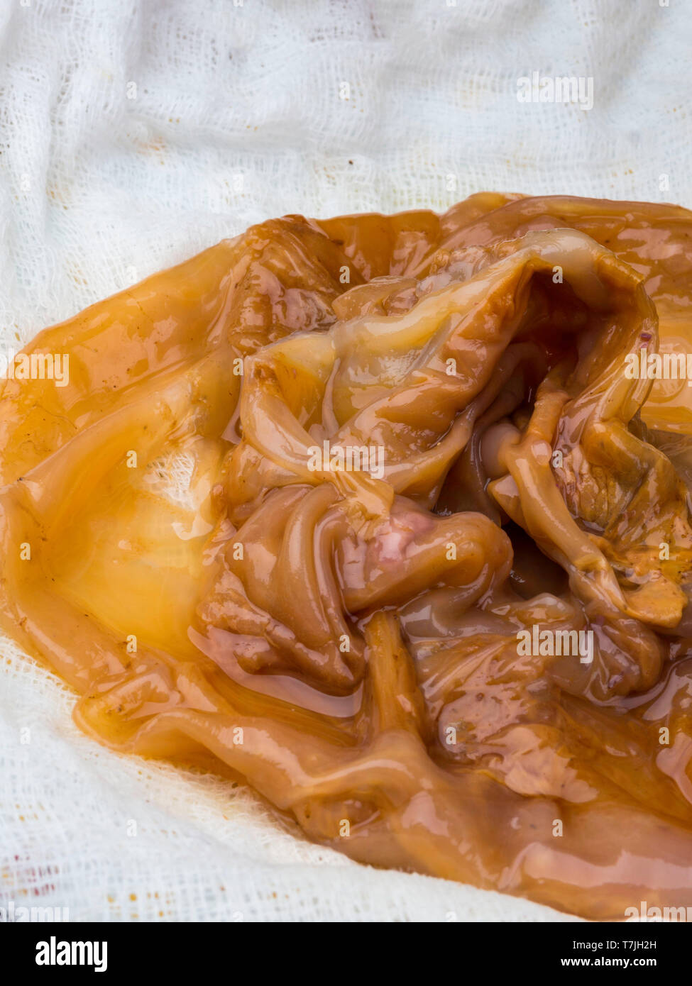 Kombucha superfood pro biotic beverage on white gauze background Stock