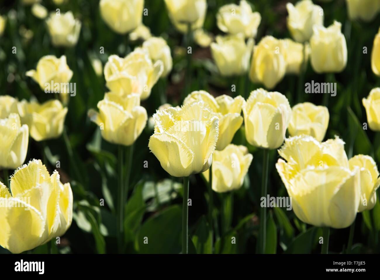 Colorful tulips in the flower garden Stock Photo - Alamy
