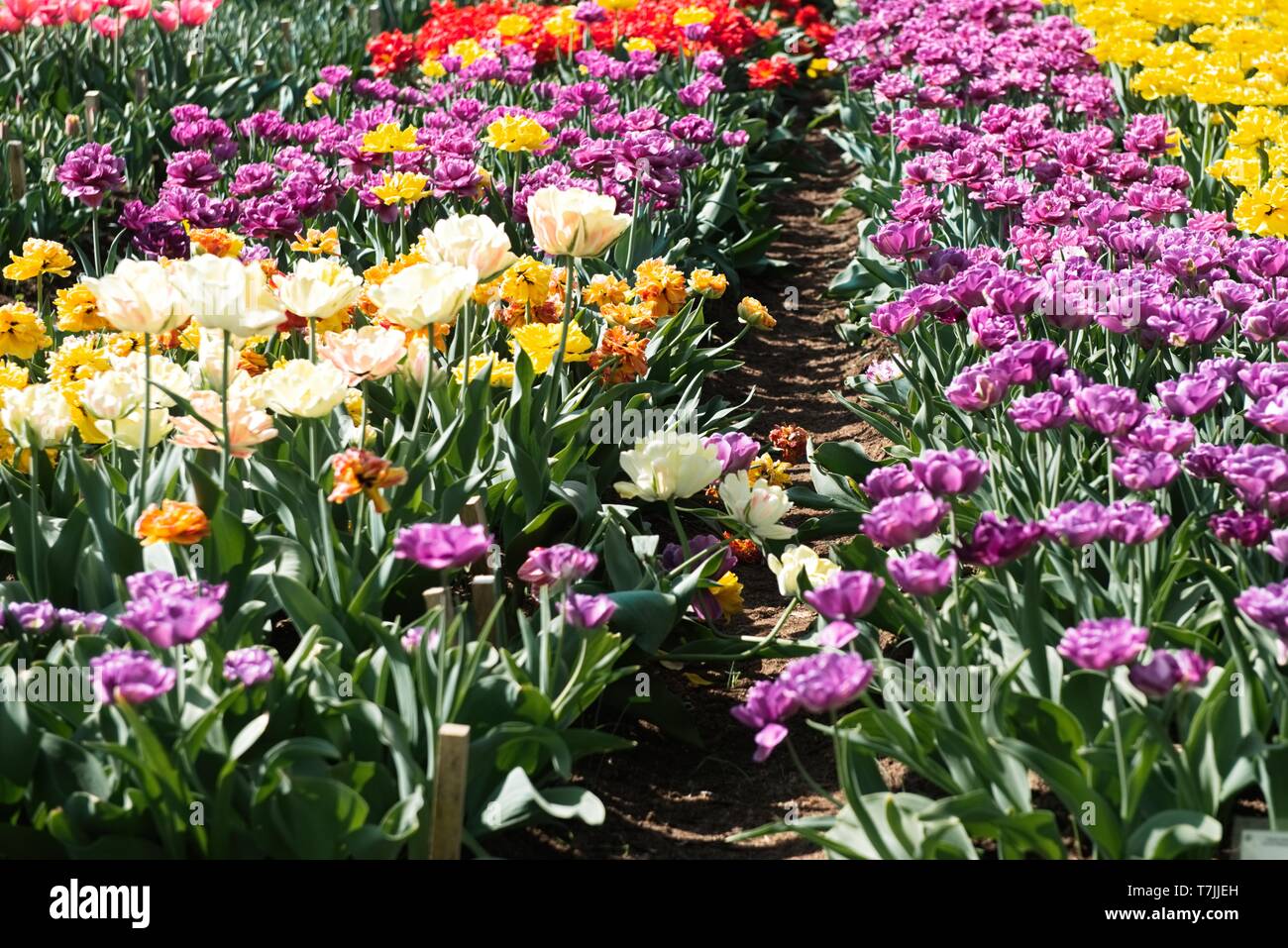 Colorful tulips in the flower garden Stock Photo - Alamy