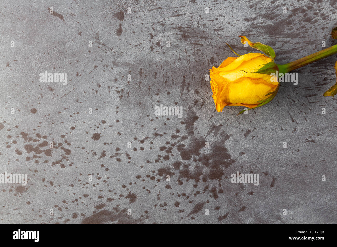 Overhead view of a single wilting yellow rose on a gray mottled background illuminated with natural lighting. Stock Photo