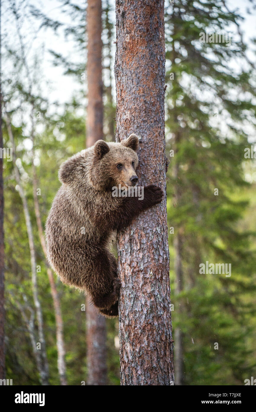 Brown bear cub climbs a pine tree. Natural habitat. Summer forest. Scientific name: Ursus arctos. Stock Photo