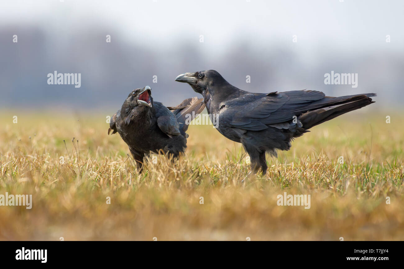 Common ravens interactions - asking for some treatment with wide open beak Stock Photo