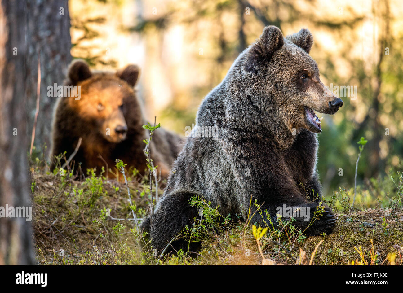 Brown bears in summer forest at sunset light. Scientific name: Ursus Arctos. Stock Photo