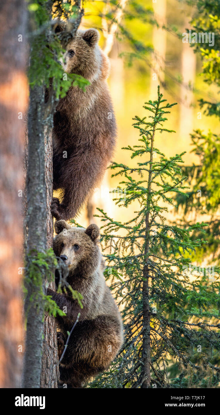 Brown bear cubs climbs a pine tree. Natural habitat. Summer forest ...